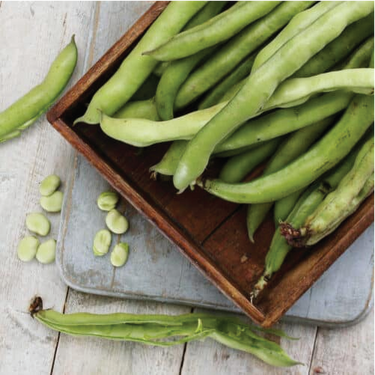 Beans - Chikkudu(Broad Beans)